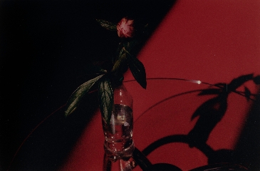 Samuel Laurence Cunnane, Peony, red floor, 2024